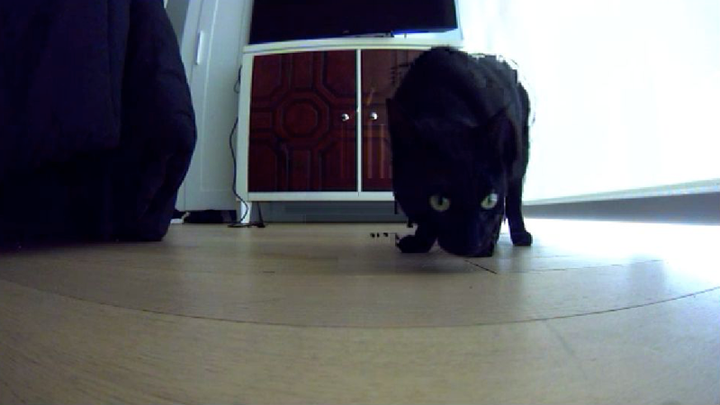 Artemis gazing into the abyss. Photo taken with Petcube Bites.